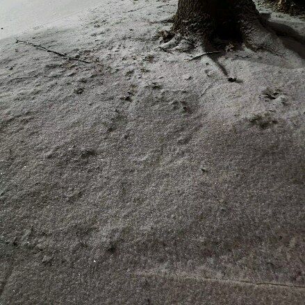 Me walking the doggie just now in 11-degree weather. #photography #snow #dallas #winterstorm #dallastx