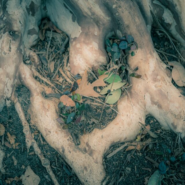 Cold winter nature scenes on Sunday #photography #winter #dallas
#cold #nature #naturephotography