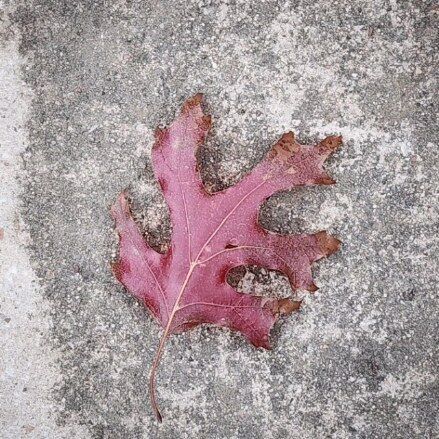Color red at my feet on my doggie walk in 16 degrees weather this morning. #photography #photooftheday #dallas